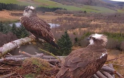 llyn clywedog ospreys|llyn osprey live stream.